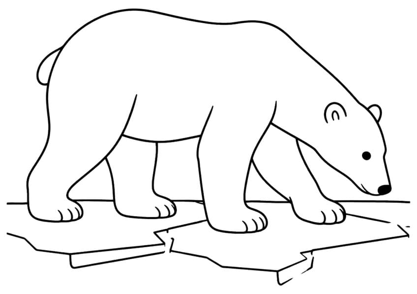 Polar bear walking with lowered head over cracked ice slabs