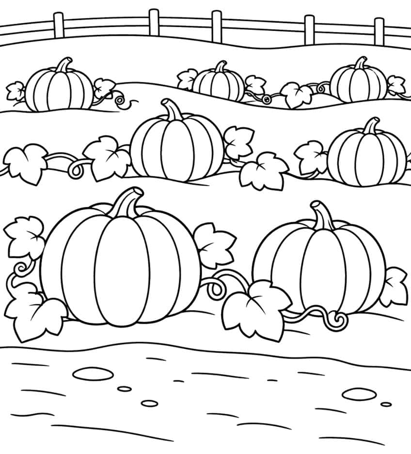 Seven ridged pumpkins with vines and leaves in three rows, a rail fence above and a pebbly path below