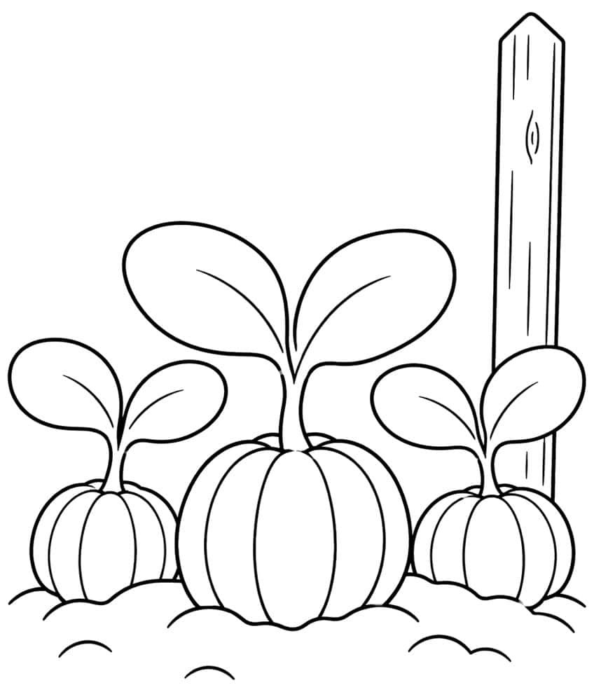 Three ridged pumpkins with sprouting leaves in soil mounds beside a tall wooden fence post