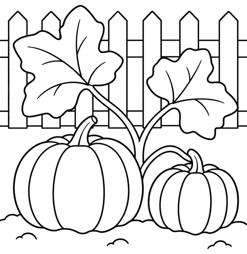 Two ridged pumpkins with a forked vine, two big leaves and a picket fence