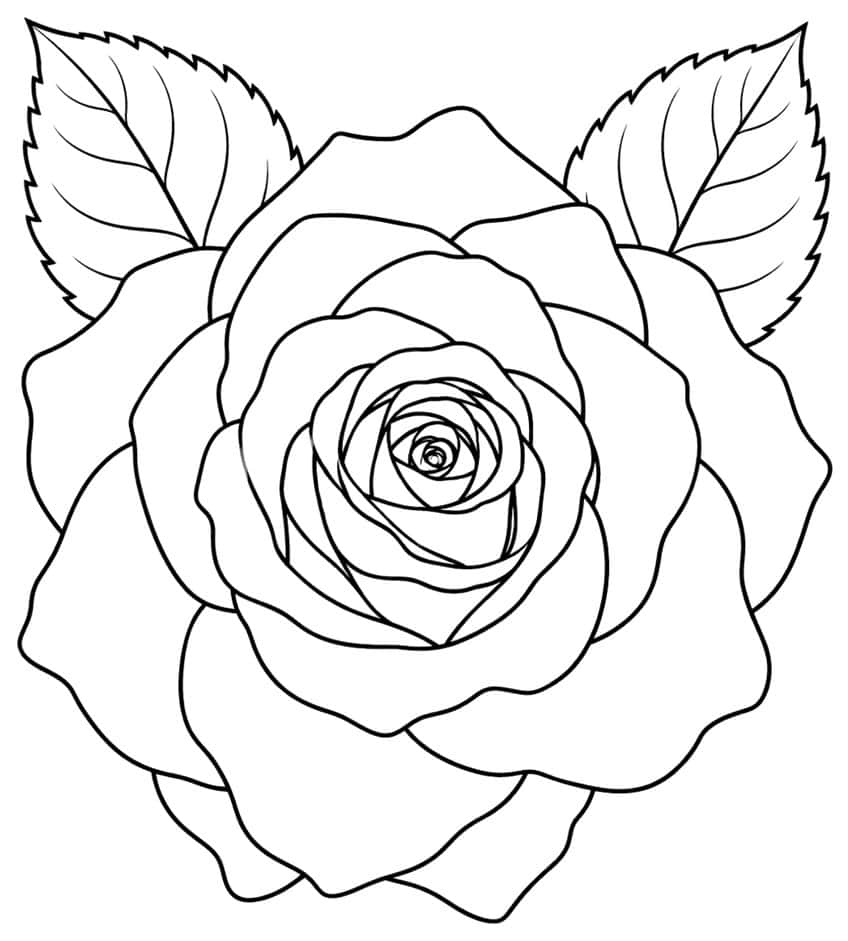 Coloring page of a large open rose seen from above with two leaves