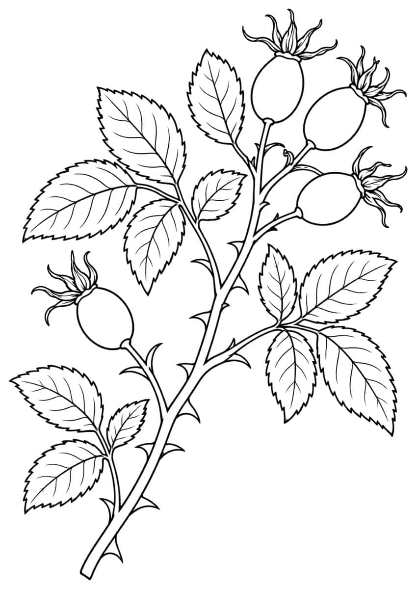 Coloring page of a thorny rose branch with five rose hips and serrated leaves