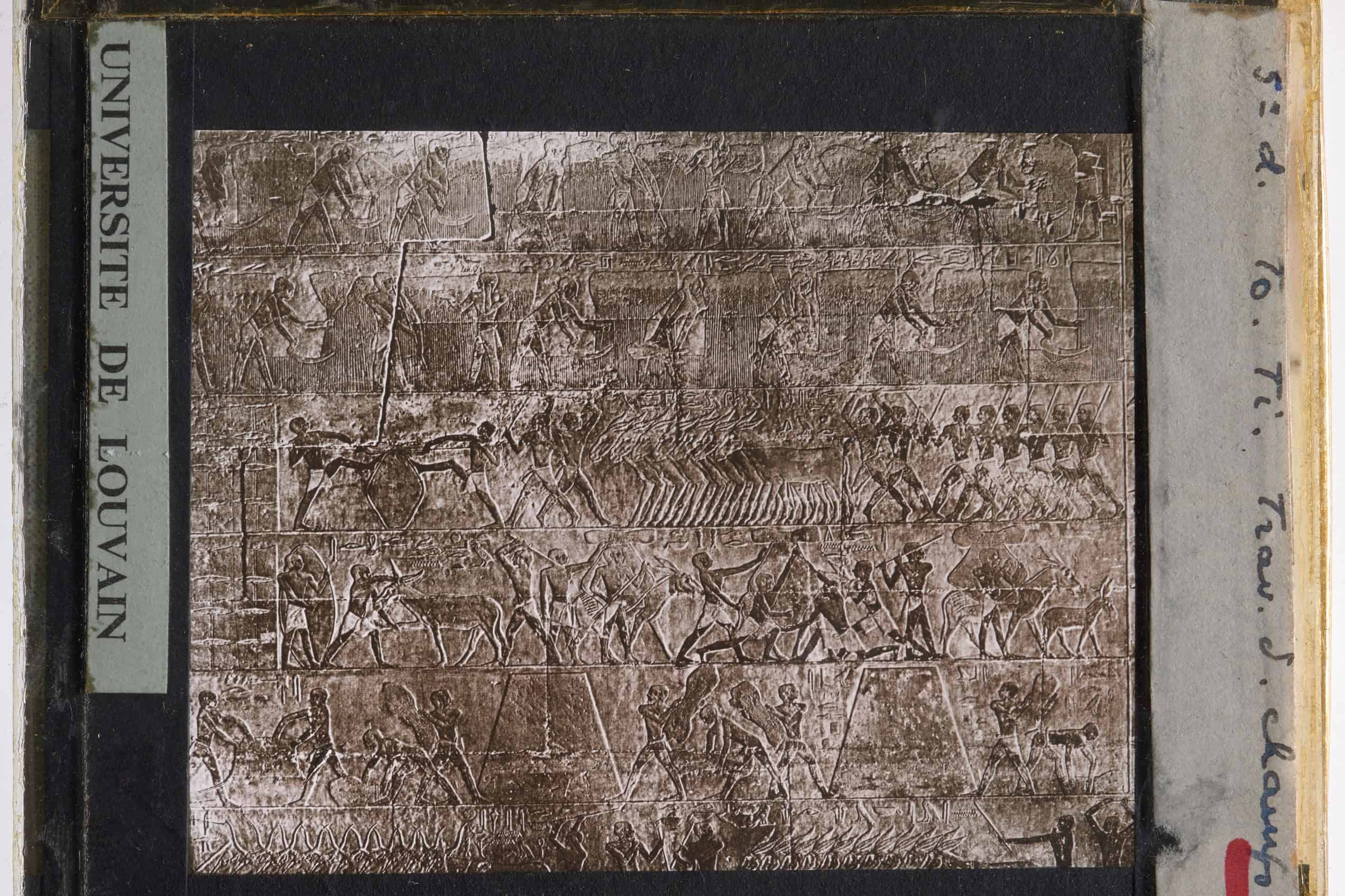A painted limestone relief in the Fifth-Dynasty Mastaba of Ti at Saqqara shows figures and livestock in an agricultural scene.