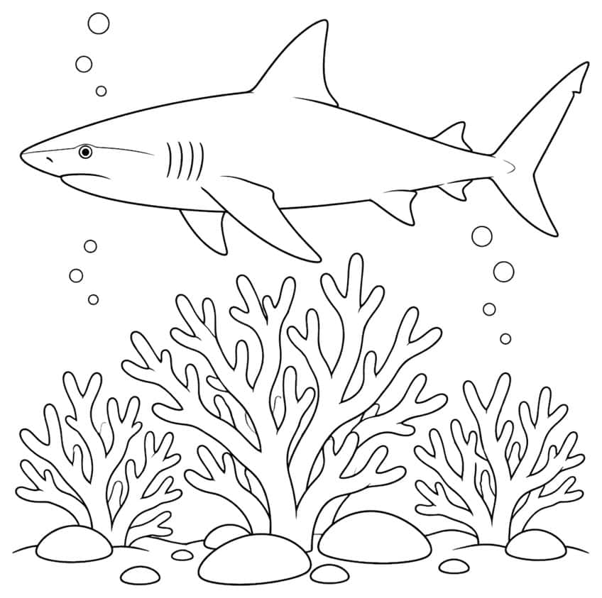 Coloring page of a reef shark swimming over branching coral and stones