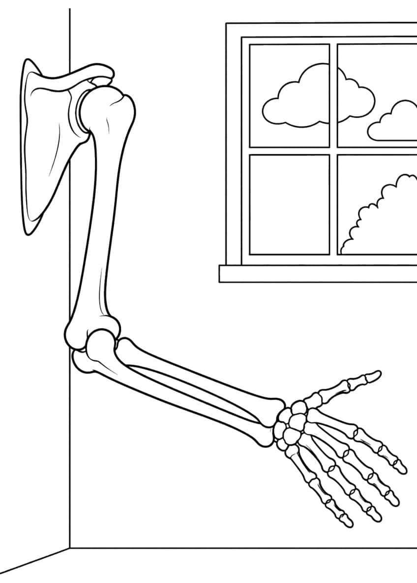 Skeleton arm with shoulder blade and hand beside a window with clouds and a bush