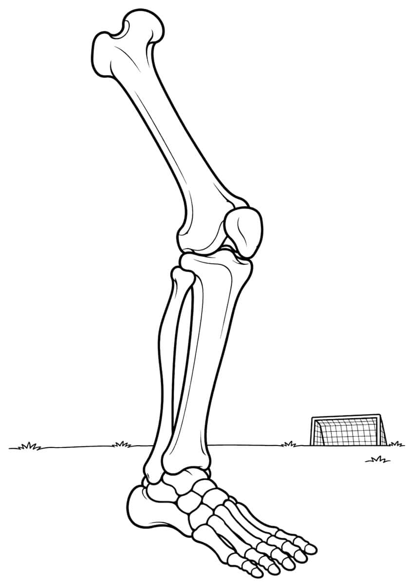 Skeleton leg with thigh bone, kneecap, shin and foot bones, and a small soccer goal in the grass