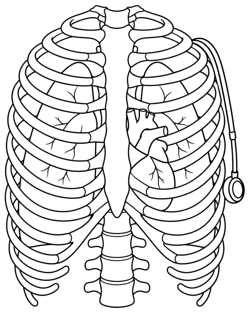 Human rib cage with sternum, spine, heart, lungs and a stethoscope hanging at the side