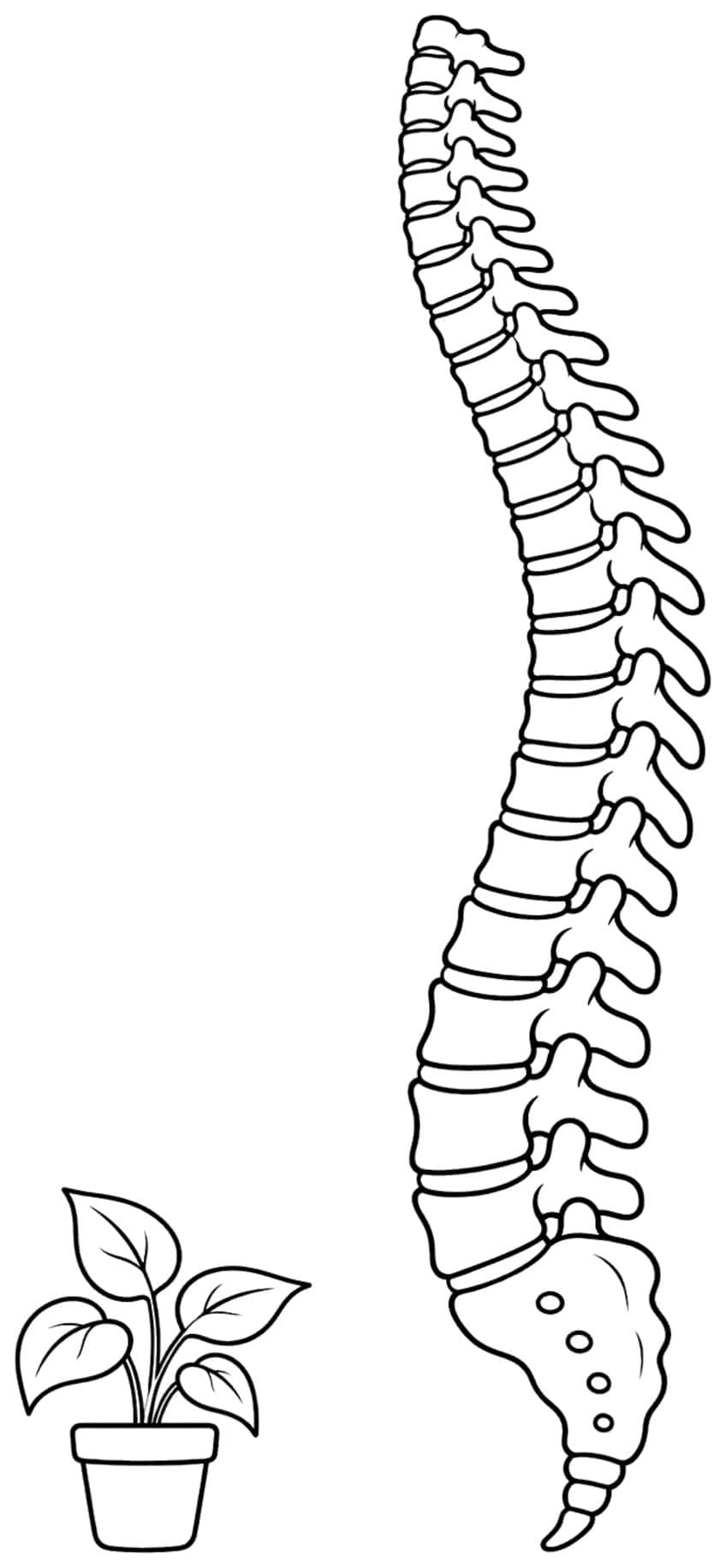 Side view of a human spine with sacrum and tailbone beside a small potted plant with five leaves
