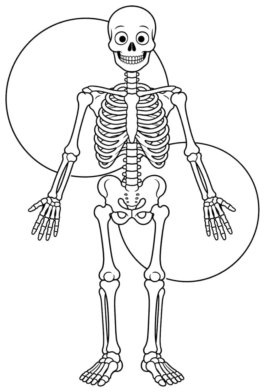 Front view of a full human skeleton with skull, ribcage, pelvis, hands and feet in front of two large circles