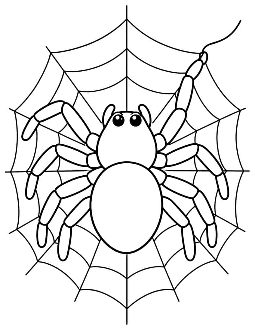 Spider with eight segmented legs on a round web, one leg holding a curling silk thread