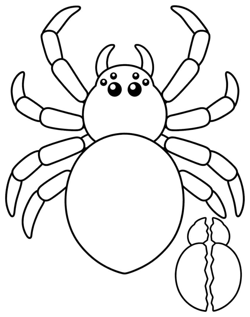 Spider with eight jointed legs and six eyes next to its cracked, empty molted skin