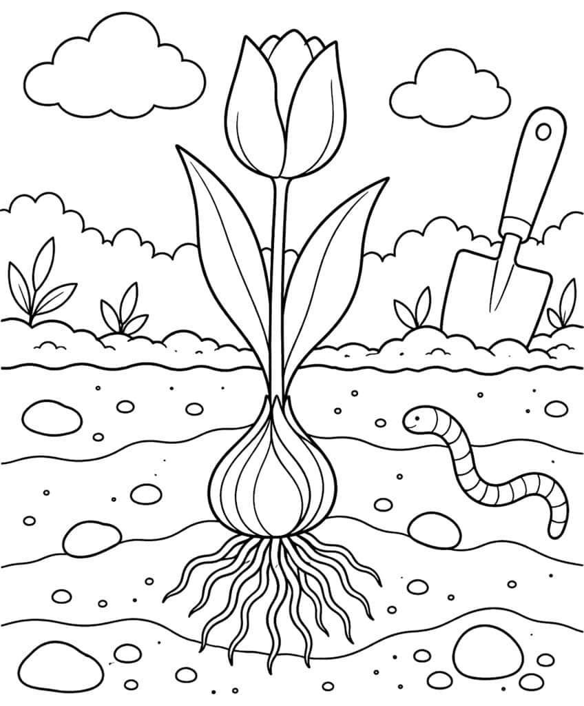 Coloring page of a tulip with its bulb and roots in the soil, an earthworm and a trowel