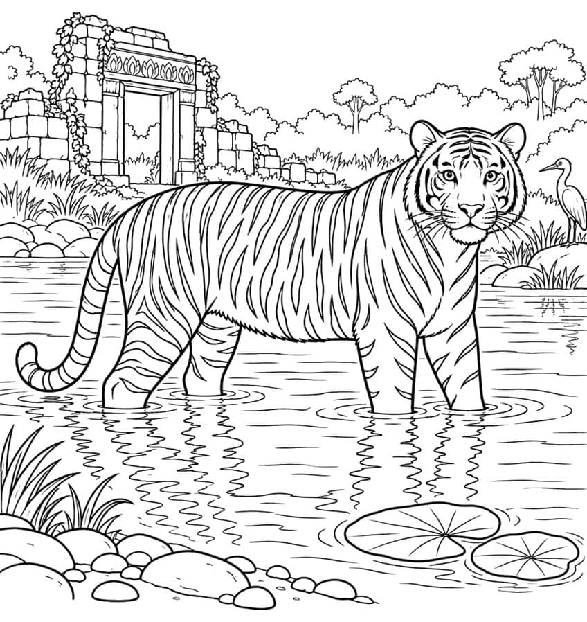 Coloring page of a Bengal tiger wading in a river near jungle temple ruins with a heron