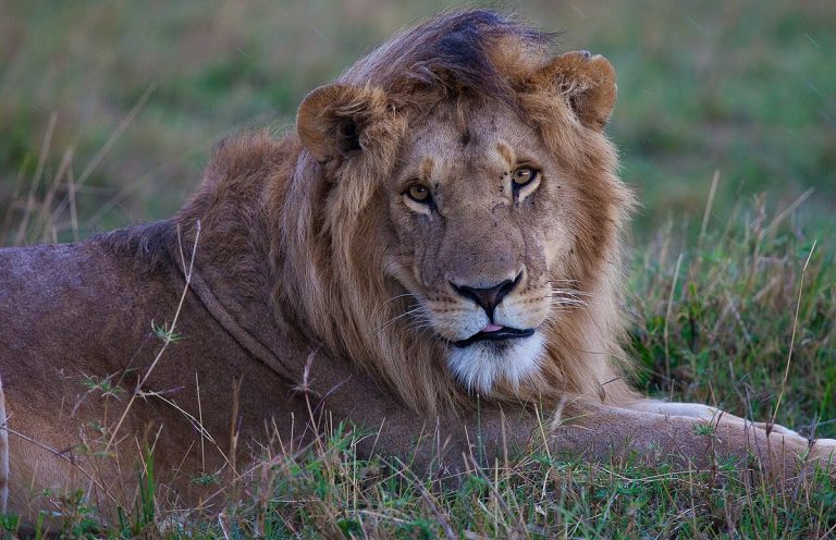 A male lion resting in the Maasai Mara, Kenya