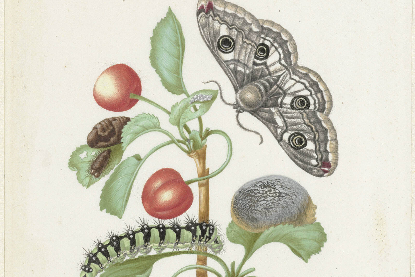 A cherry branch with fruit, caterpillars, and a moth arranged to show stages of metamorphosis.
