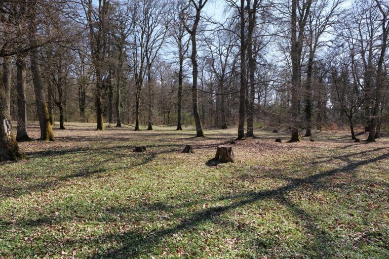 Stone remains of Kapersburg Roman fort stand in the wooded Taunus landscape.