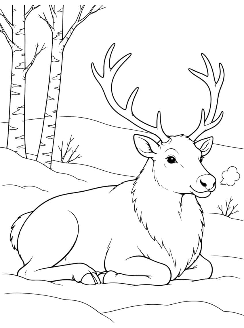 Reindeer lying in snow with large antlers, breath puff, birch trees and bare twigs