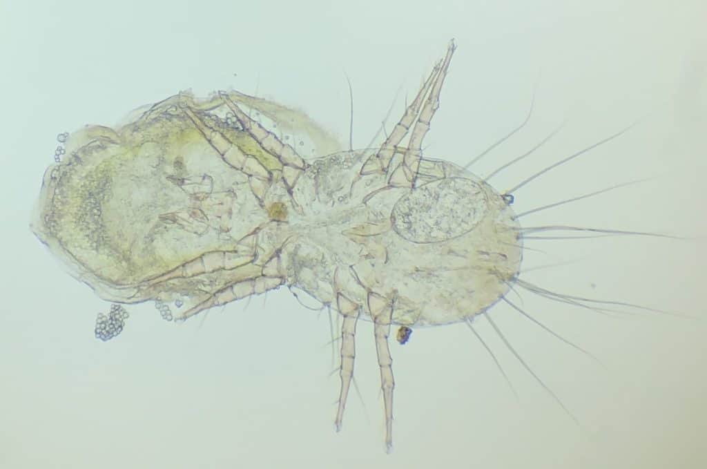 Unspecified mite with loot.