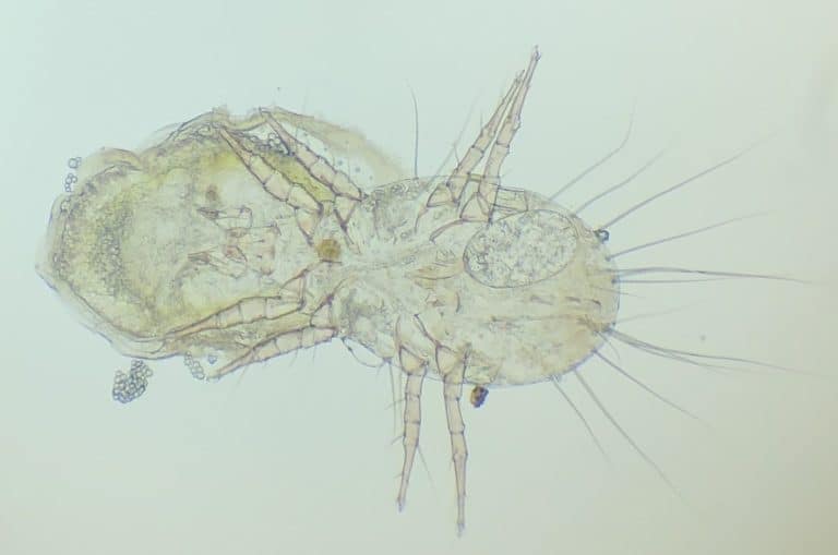 Unspecified mite with loot.