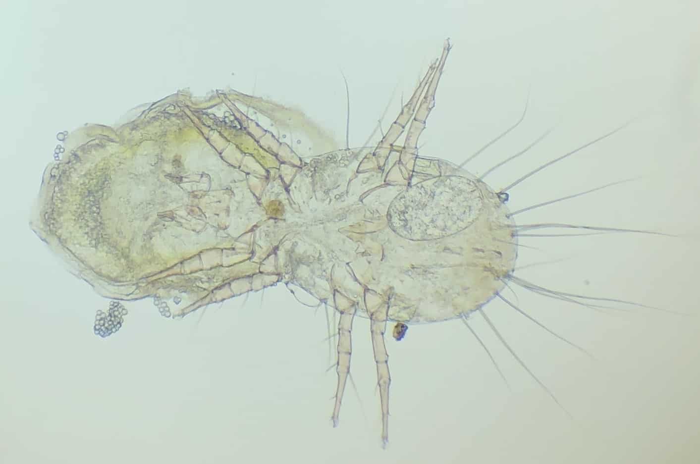 Unspecified mite with loot.